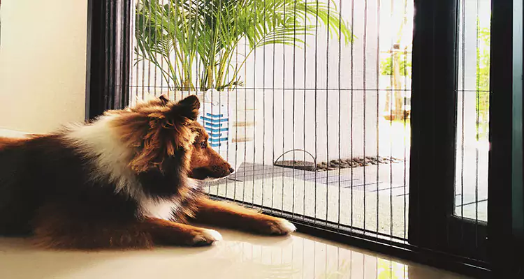 Sliding Screen Pet Door Repair in Coconut Creek, FL