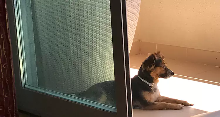 French Door Pet Screen Repair in Coconut Creek, FL
